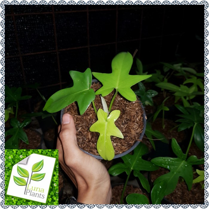 Tanaman philodendron florida pedatum / philodendron florida pedatum