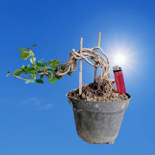 Bahan Bonsai Waru India Program Akar Terekspose