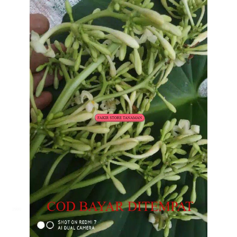 

TERMURAH BUNGA PEPAYA FRES 100 GRAM REDY LANGSUNG KIRIM