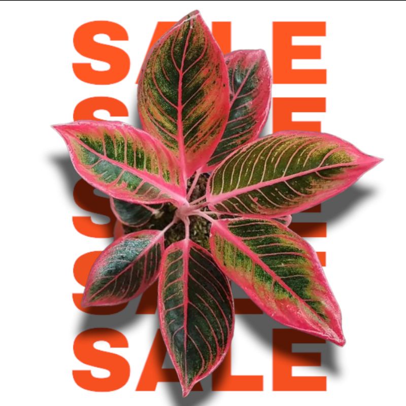 Bibit Bonggol Aglonema Kanza