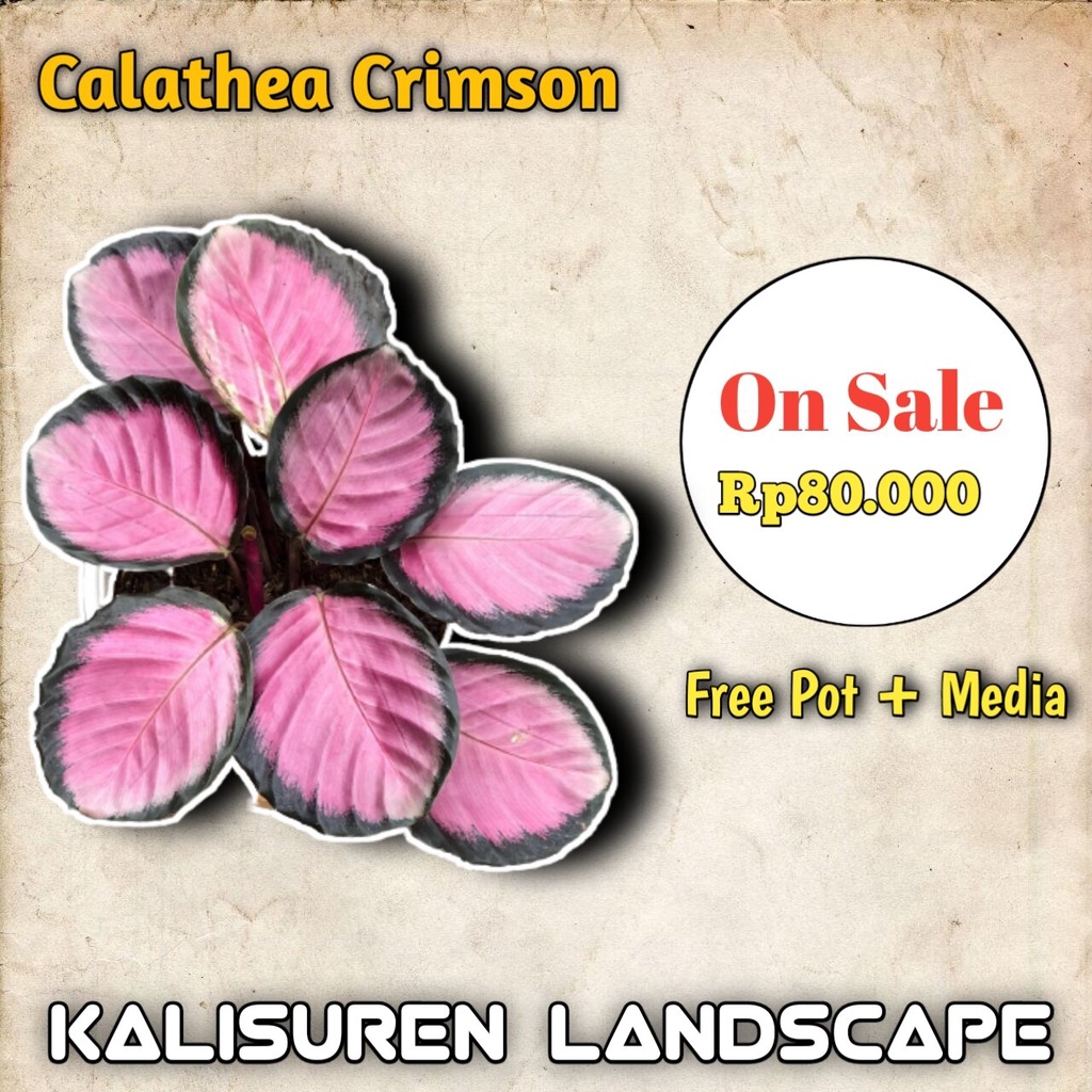Tanaman Hias Calathea Crimson Daun Rimbun Termurah ( Free Pot + Media )