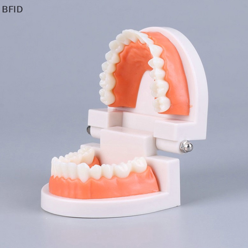 [BFID] Standard Teeth Model Standar Dewasa Typodont Demonstrasi Model Gigi Palsu Kompatibel Anak-Anak Teachig Clean Display [ID]