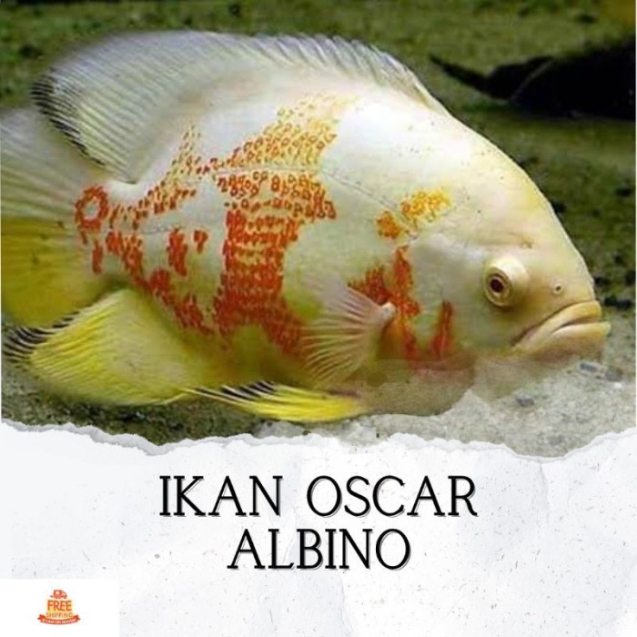 Ikan Hias Predator Oscar Albino Hiasan Akuarium