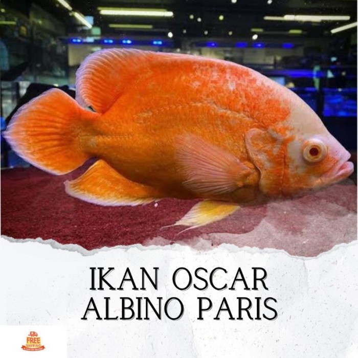Ikan Hias Predator Oscar Albino Paris Hiasan Akuarium