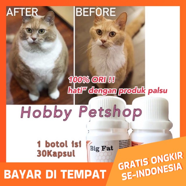 Big fat - 100% ASLI penggemuk kucing anjing kelinci obat vitamin pembesar hewan penambah nafsu makan