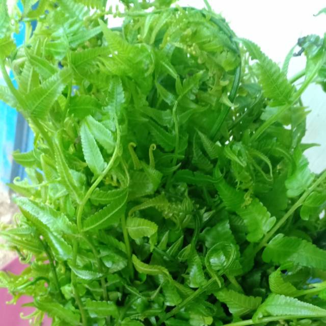 

pakis sayur segar 250 gram