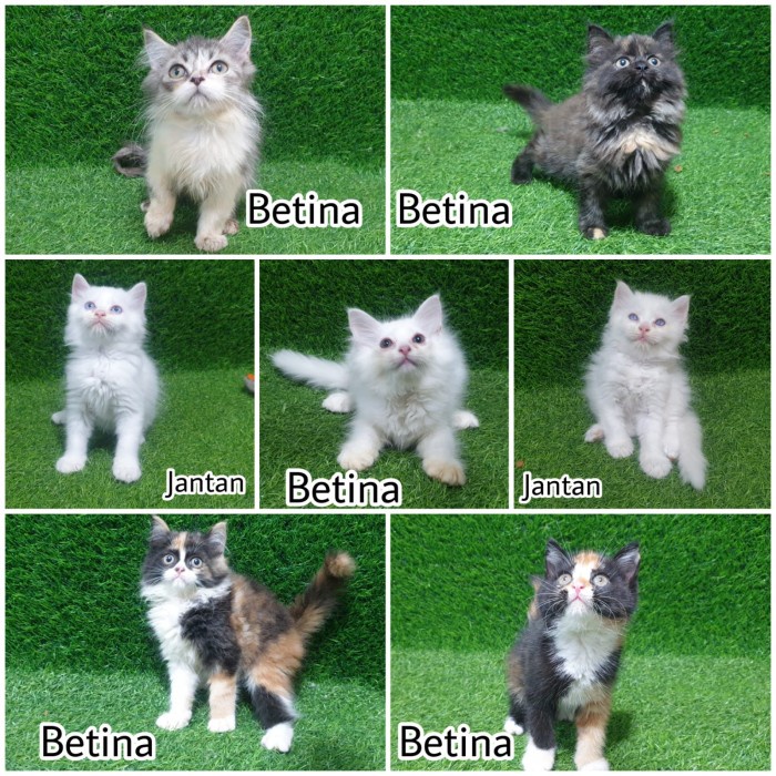 Kitten Persia Garfield Jantan Gemoy