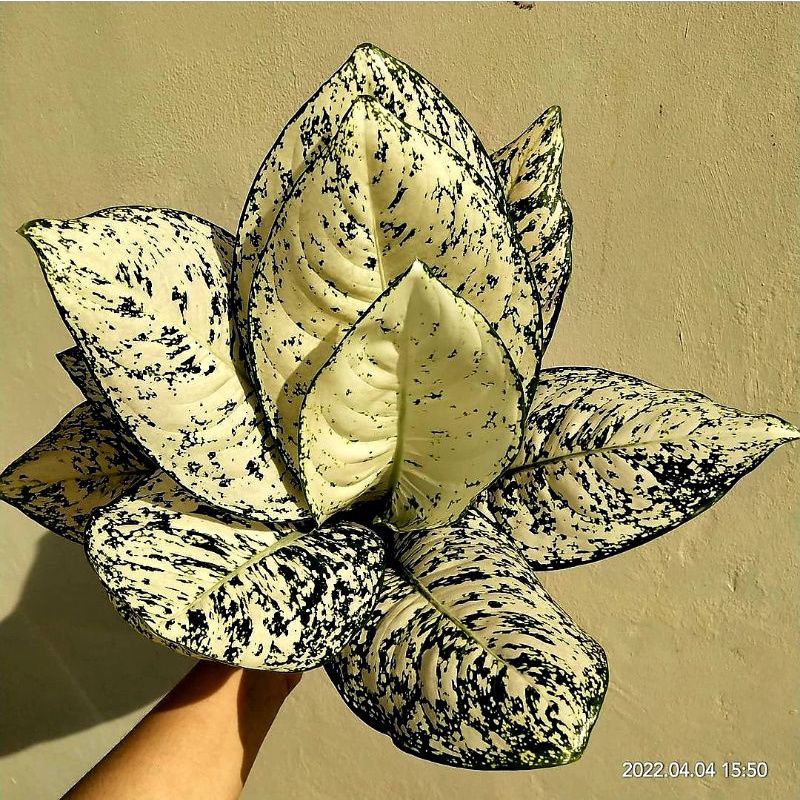 Bibit bonggol aglonema Paragon Asli bonggol indukan Sudah bertunas