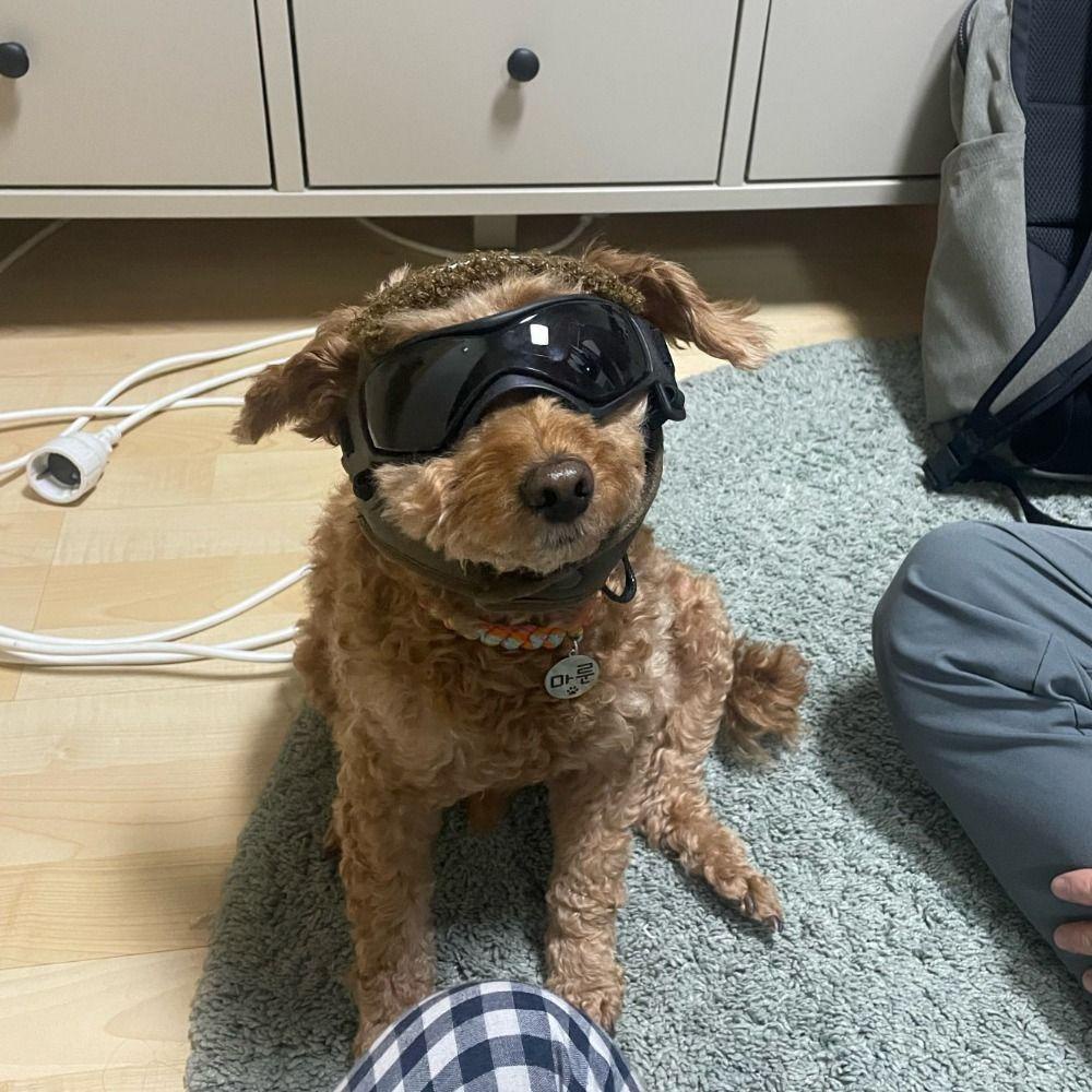[Elegan] Kacamata Kucing Peliharaan Tahan Angin Fashion Perlindungan UV Anti-Kabut Untuk Hiking Ski Perlindungan Debu Puppy Sunglasses