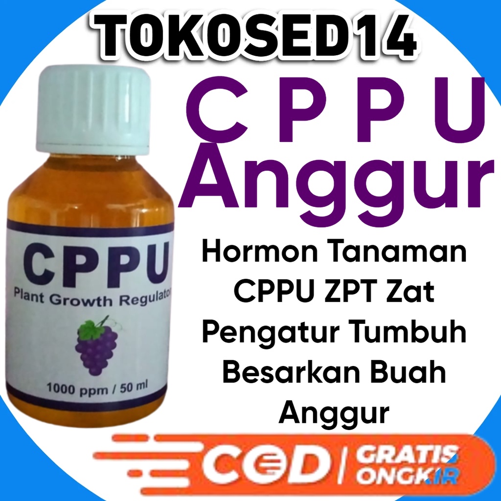 Hormon Tanaman CPPU ZPT Zat Pengatur Tumbuh Besarkan Buah Anggur