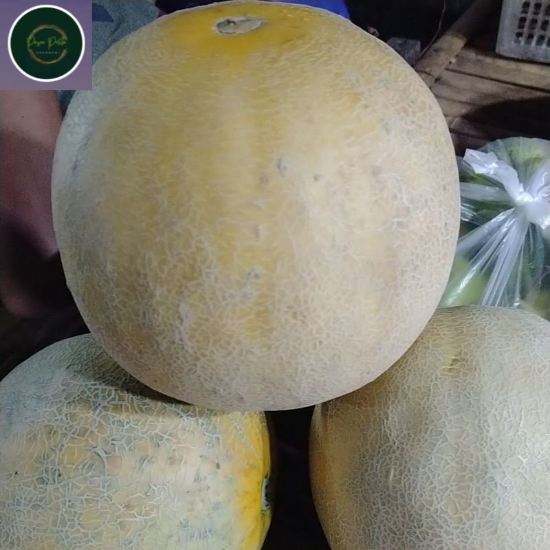

MELON