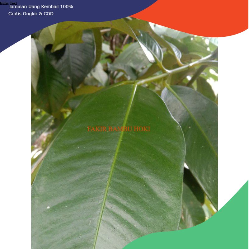 

PROMO DAUN MANGGIS / DAUN MANGGU SEGAR/ KERING 500 GRAM TERMURAH