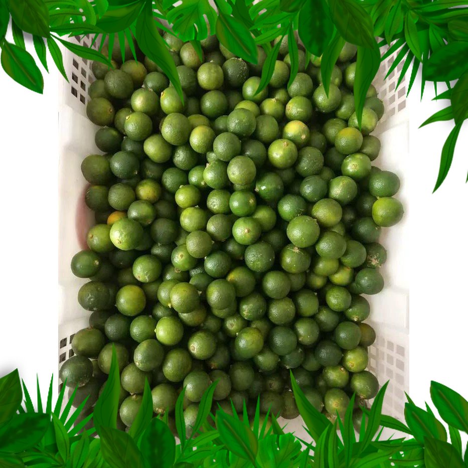 

SAYURAN FRESH NUSANTARA - BUAH JERUK SONKIT LEMON CUI JERUK KUNCI