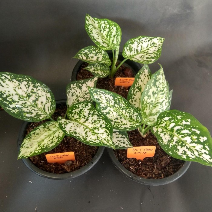 aglonema white anjamani, tanaman hidup, aglonema bagus dan murah