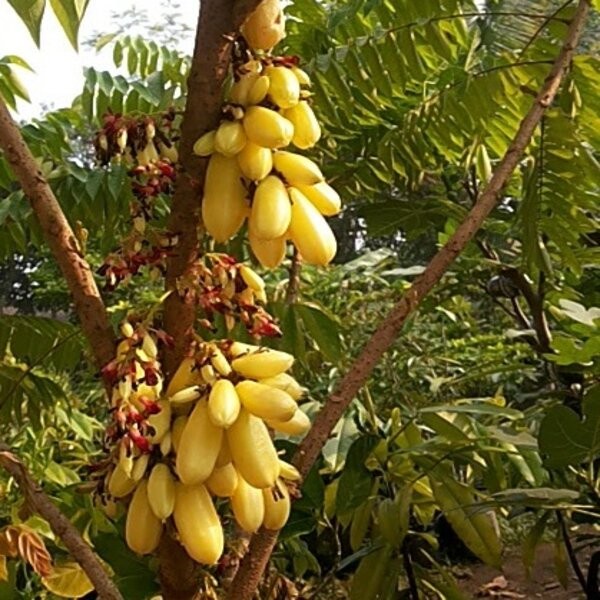Bibit Tanaman Buah Blimbing Wuluh Kuning Siap Tanam..