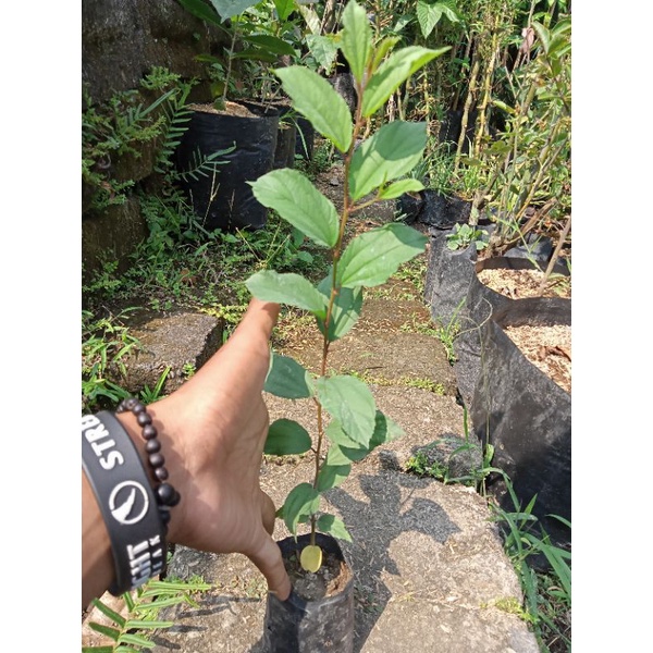 tanaman bidara atau widara