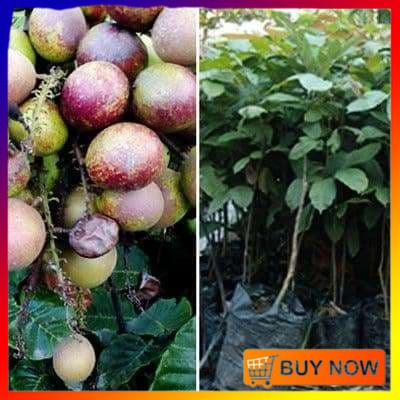 COD Bibit Matoa Pohon Matoa Bibit Buah Matoa Tanaman Matoa