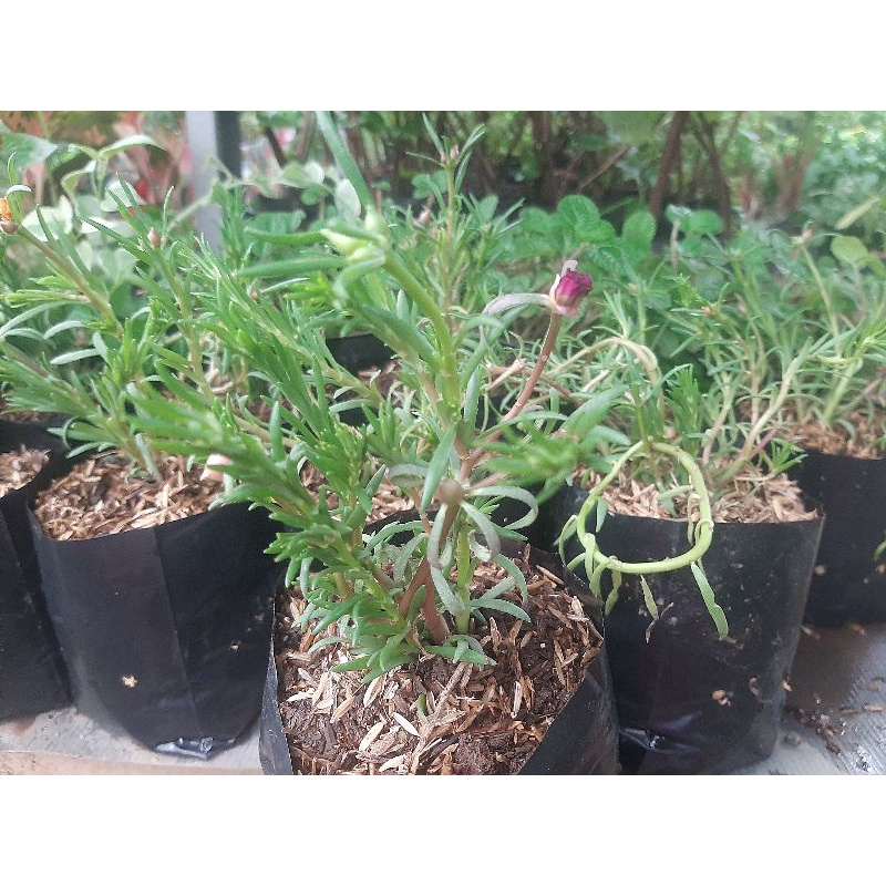 Tanaman bunga krokot / Promo tanaman hias murah