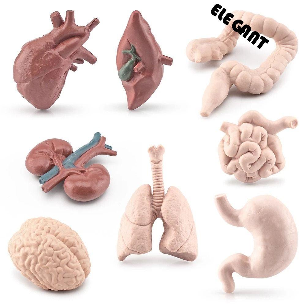 [Elegan] Body Organ Figure Cognition Mainan Untuk Anak-Anak Hati Lung 3D Tubuh Manusia Ginjal Organ Action Figure