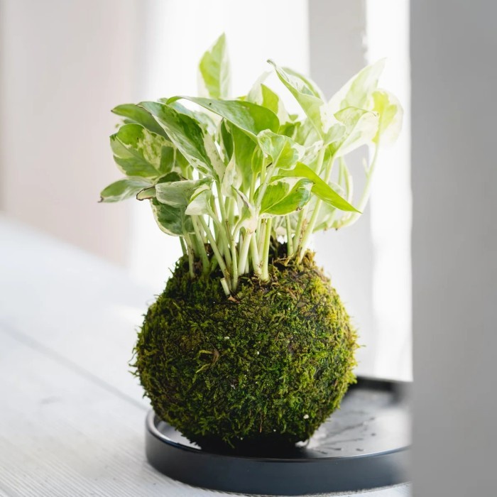 Mossball - Variegated Pothos Njoy Sirih Gading Varigata