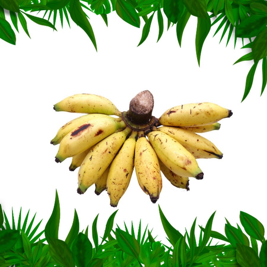 

Sayur Fresh Nusantara - Pisang Lampung 1 Sisir