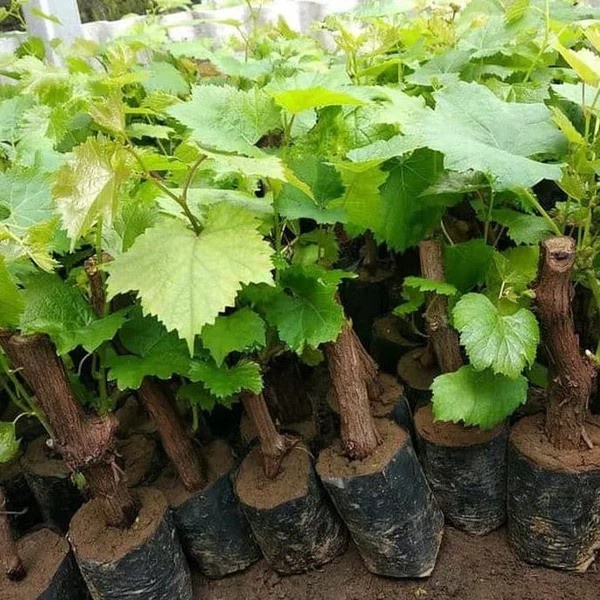 Grosir Paket murah 3 bibit anggur Isabella Hijau murah anggur bibit anggur hijau