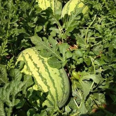 5 Biji - Benih Semangka Merah SUN DRAGON F1, semangka Inul -seedstore