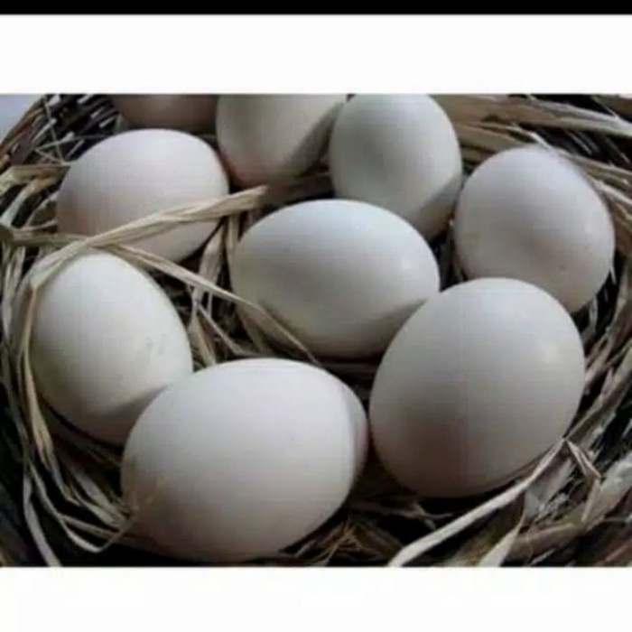 

promo Telur Angsa/Telur Soang 1 Butir