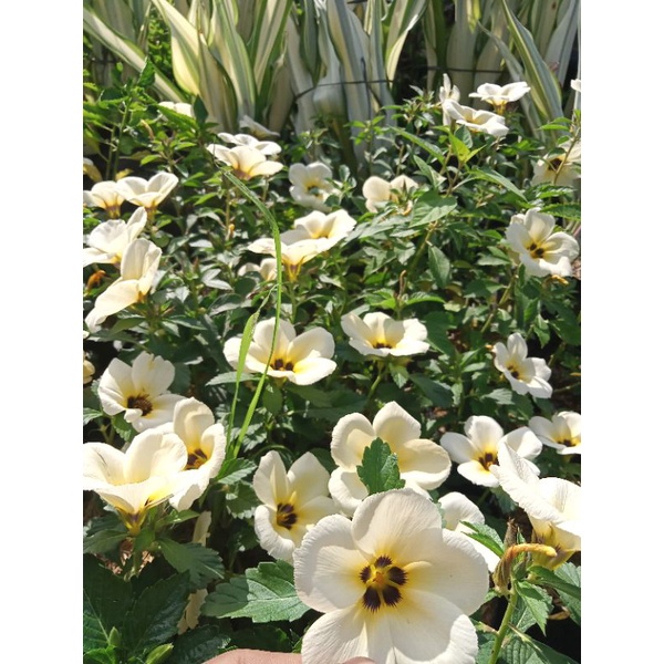 BUNGA YOLANDA / Grosir Yolanda / Tanaman Hias Yolanda / Bibit Bunga