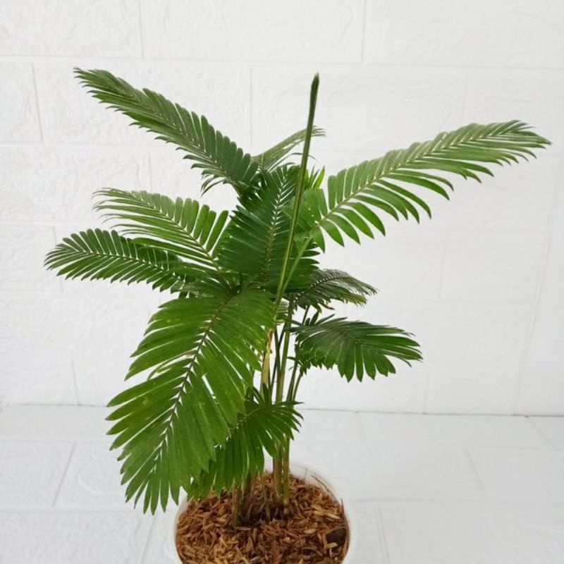 Tanaman palem paris mini