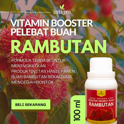 *MBS* Pupuk Pelebat Buah Rambutan Penyubur Pohon Buah Rambutan / Pupuk Booster Buah Rambutan Berbuah