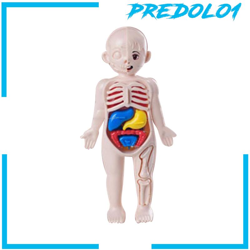 [Predolo1] Set Mainan Mengajar Tubuh Manusia Untuk Alat Mengajar Paud