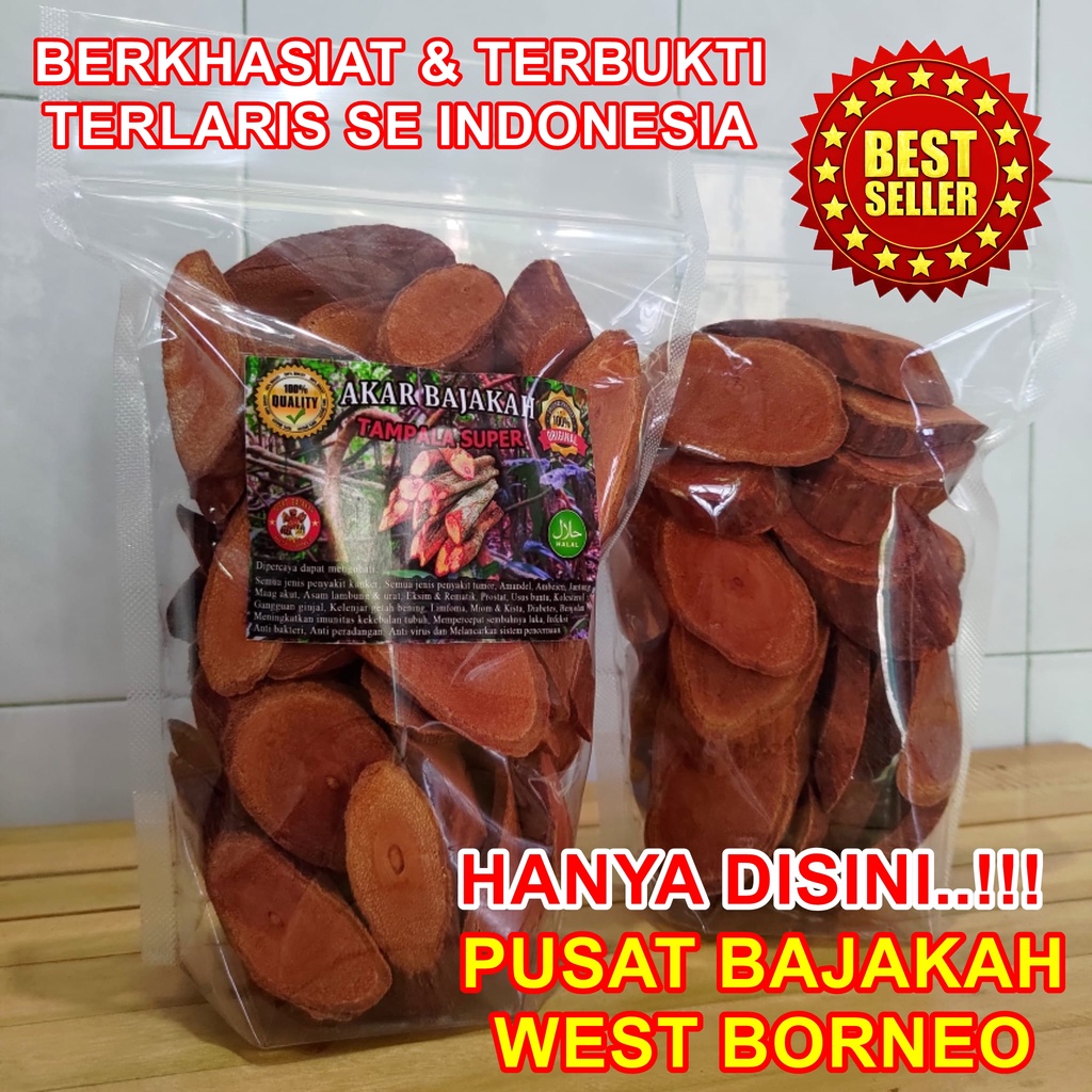 

Akar Bajakah Tampala Super Asli Kalimantan 1kg Termurah