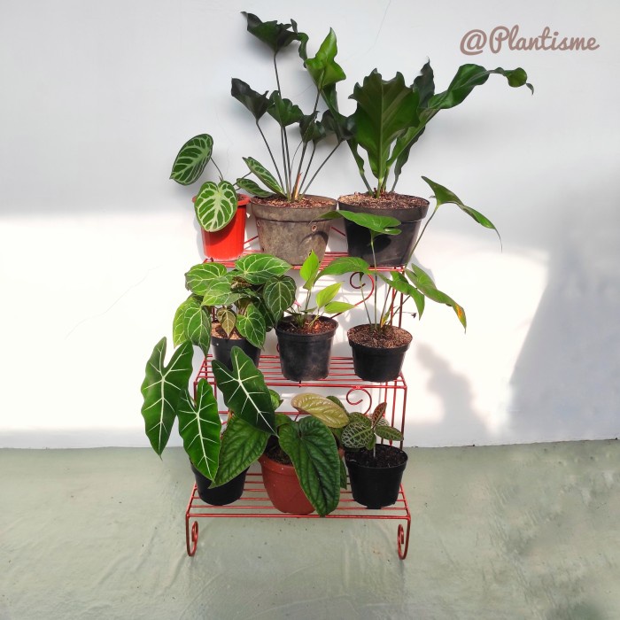 Rak Besi Susun 3 Tangga Mini Tanaman Hias Bunga Buah Sayur Tambulapot - Tembaga