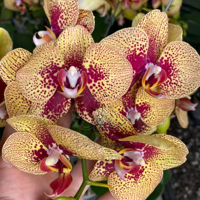 anggrek bulan kv charmer