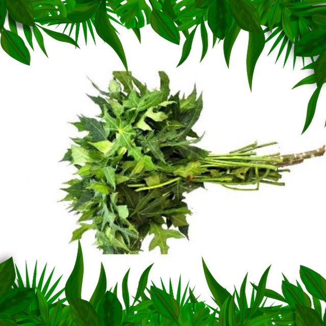 

SAYURAN FRESH NUSANTARA - DAUN PEPAYA 1 IKAT