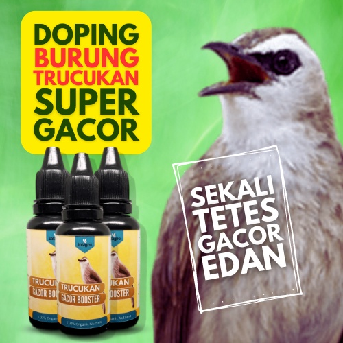 Doping Trucukan Gacor / Doping Trucukan Lomba / Vitamin Trucuk Gacor / Doping Trucukan Konslet