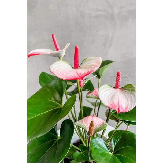 (BISA COD) Anthurium mickey mouse pink variegata/mickey mouse bunga pink/tanaman hidup/bunga hidup m