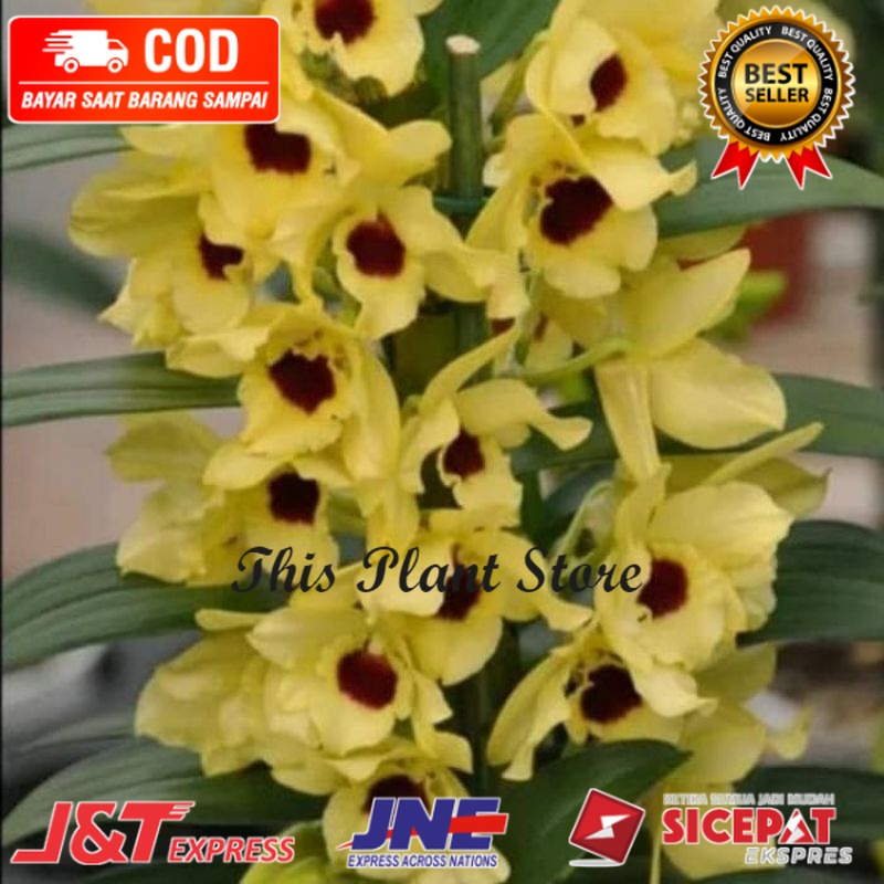 anggrek import anggrek tanah