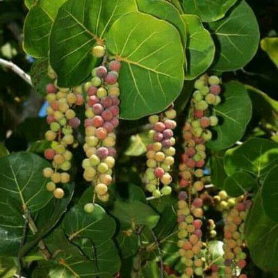 Bibit Tanaman Anggur Laut/Ketapang Laut bibit anggur laut hasil cangkok cepat berbuah bibit anggur l