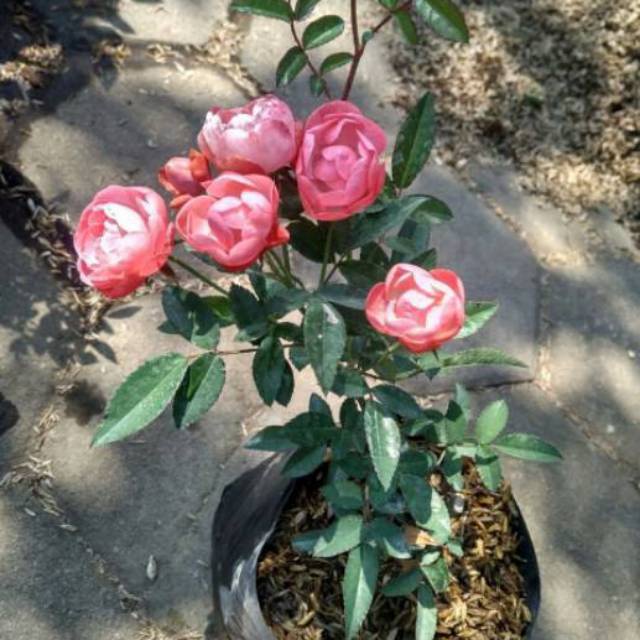 Tanaman hias mawar rambat /climbing rose