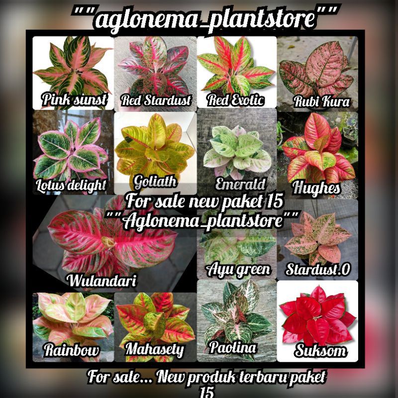 PromoPaket 15 bibit bonggol Aglonema Asli/Tanaman hias Aglonema Hidup