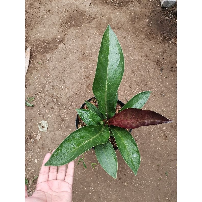 Tanaman bunga Jemani tanduk daun gelap / jemani tandu pucuk hitam kemerahan