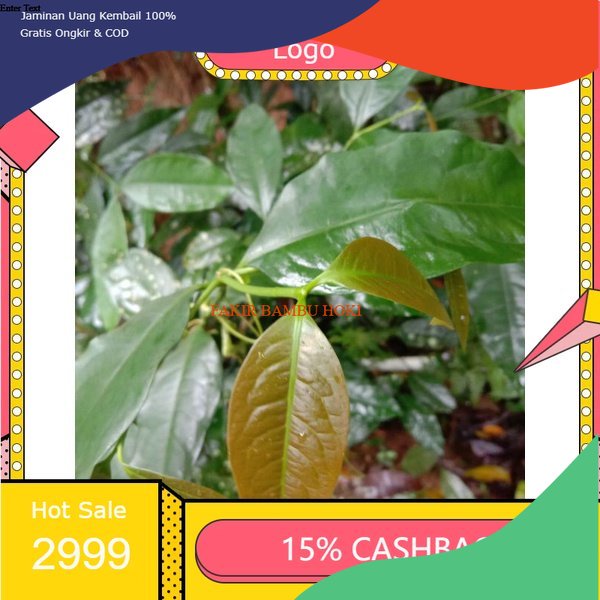 

TERMURAH DAUN TANGKIL / DAUN MALINZO HERBAL ASAM URAT 50 gram PROMO