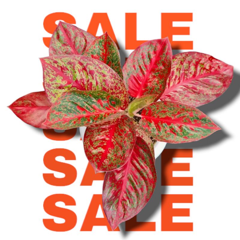 Bibit Bonggol Aglonema Red Stardust Mutasi