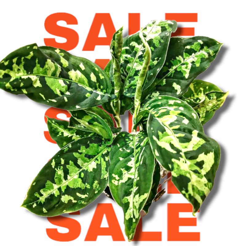 Bibit Bonggol Aglonema Pictum Tricolor