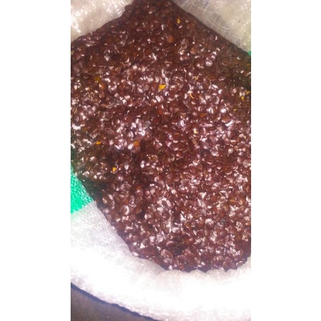 Benih Biji Pohon Johar - Juwar Benih Biji/Biji Benih/Benih/Biji