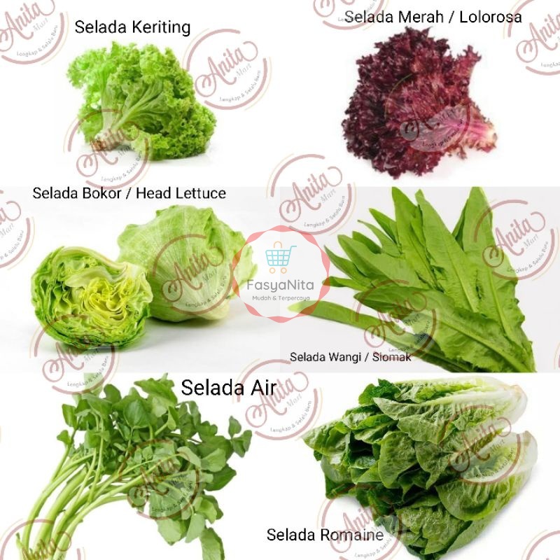 200-250gr Selada Keriting Hijau Merah Lolorosa Siomak Wangi Air Lettuce Romaine daun salad sayur