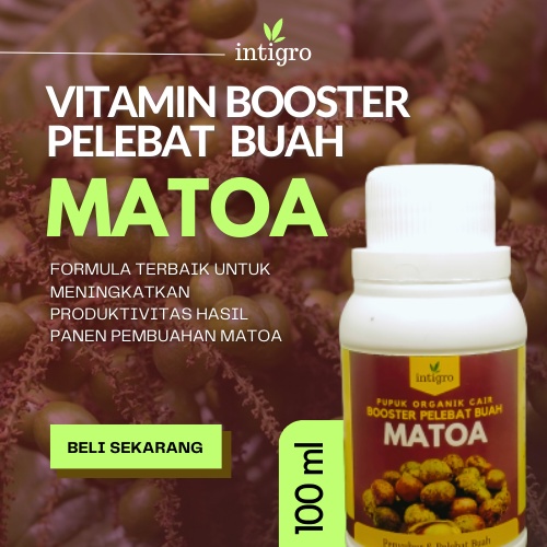 Pupuk Booster Buah Matoa / Pupuk Pelebat Buah Matoa Papua Penyubur Agar Cepat Berbuah Lebat Banyak