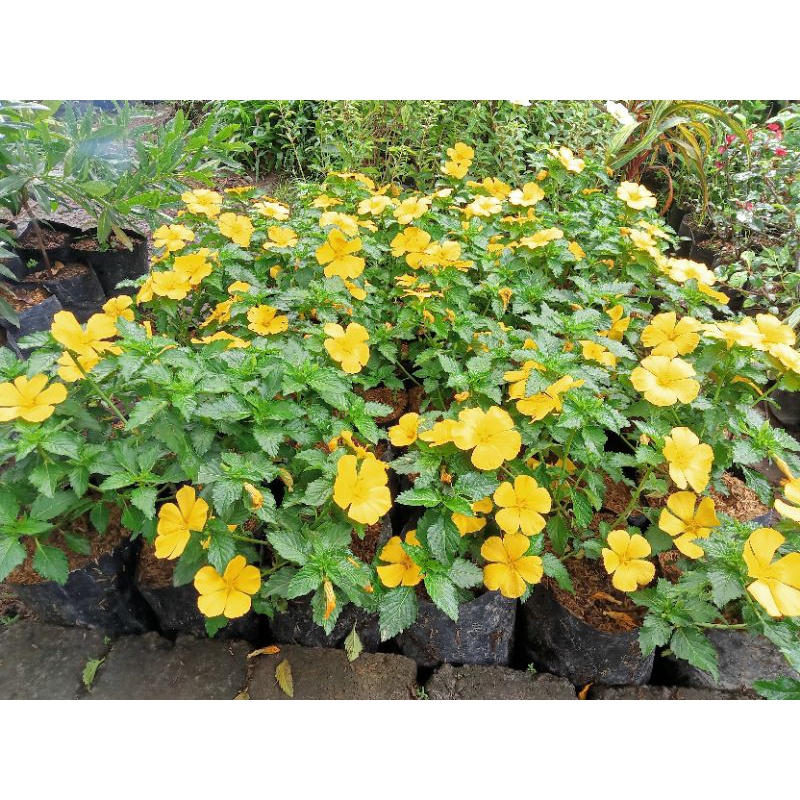 bunga yolanda kuning